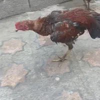 جوجه خروس مست