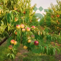 جشنواره فروش نهــال با تخفیف ویژه و نـهال هدیه|خدمات باغبانی و درختکاری|بابل, |دیوار