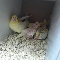 عروس هلند