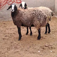 با صرفه و مال بومی ایران میش shali ذات دار|حیوانات مزرعه|تربتحیدریه, |دیوار