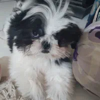 واگذاری سگ . میکس پیکینیز امپریال و شیتسو کراس|سگ|ساری, |دیوار