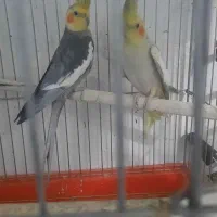 عروس هلندی و مرغ عشق