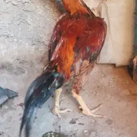 خروس لاری 8ماهه