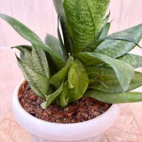 گل سانسوریا پاکوتا|گل و گیاه طبیعی|تاکستان, |دیوار