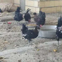 مرغ تخم گذار