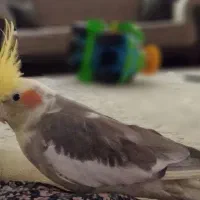 دوعدد عروس هلندی