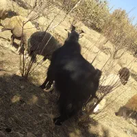 بز بزغاله بره میش گوسفند