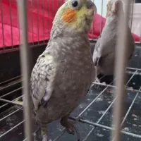 جوجه عروس هلندی (همه رنگ )