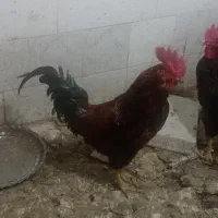 خروس محلی
