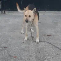 گرگی نگهبان وسرابی