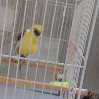 قناری فرآجی فول|پرنده|مشهد, رسالت|دیوار