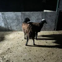 دوعدد‌بره‌قوچ‌قزل‌افشار‌اصل|حیوانات مزرعه|کوهدشت, |دیوار