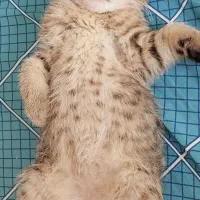 بچه گربه نژاد دار  ۳ ماهه|گربه|کرمان, |دیوار