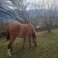 اسب نجیب ارم سواری 2نیم ساله دار میر تو سه سال