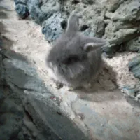 یک بچه خرگوش لوپ اصل|موش و خرگوش|فردوس (خراسان), |دیوار