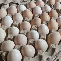 تخم مرغ محلی گلپایگان|خوردنی و آشامیدنی|اهواز, لشکرآباد|دیوار