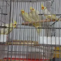 یک جفت عروس زعفرانی لوتینو|پرنده|کرج, حصارک بالا|دیوار