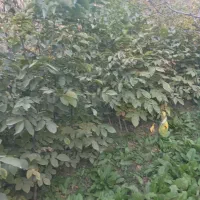 نهال گردو ۴ ساله  بزری1قد نهال 1/5تا 2متر دانه ۶۰|خدمات باغبانی و درختکاری|بجنورد, |دیوار