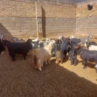 بزوکره|حیوانات مزرعه|بروجن, |دیوار
