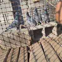 جوجه پلاکی خاص|پرنده|آذرشهر, |دیوار