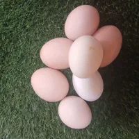 تخمه مرغ شاخدار و..