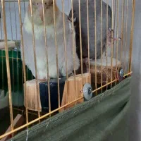 فروش عروس هلندی