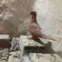 چند تا رنگه