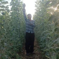 نهال کبود تبریزی تبریزی