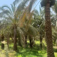 باغ خرما با آب در منطقه دشتو بم با سند رسمی تک برگ|فروش زمین و ملک کلنگی|بم, |دیوار