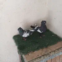۱۰تاسینه۴میلیون
