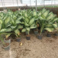 عرضه پائیزه گلهای جدیدگلتاک