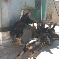جوجه لاری نژادمشکی|حیوانات مزرعه|اصفهان, شمس آباد|دیوار