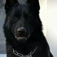 واگزاری توله ژرمن