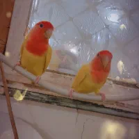 طوطی برزیلی|پرنده|اهواز, کوی صادقیه|دیوار