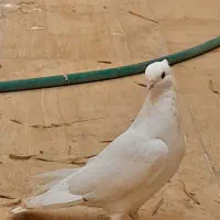 قفس کبوتر فروشی