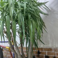 گل یوکا ۵ تنه قطور..بسیار زیبا ۱۰ساله