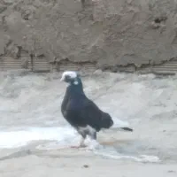 کفتر یا کبوتر