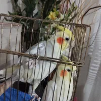 عروس هلندی مولد