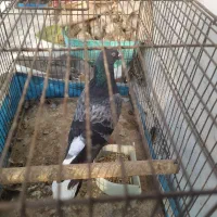 فروش کبوتر