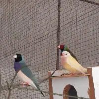 فنچگلدین|پرنده|خورموج, |دیوار