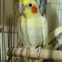 پانزده جفت عروس هلندی تخم گذار فروش فوری