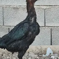 مرغ لاری و محلی