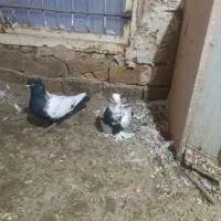 کبوتر|پرنده|تبریز, |دیوار