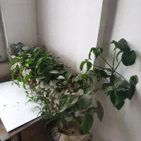 باکس گل فروشی