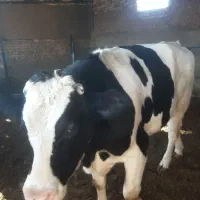 جوانه گاو گوساله|حیوانات مزرعه|نیشابور, رحمت آباد|دیوار