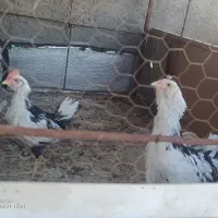 مرغ گلین|حیوانات مزرعه|مشهد, طبرسی شمالی|دیوار