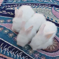 بچه خرگوش لوپ گوش دراز