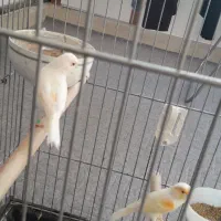 قناری جفت کار داده|پرنده|پارسآباد, |دیوار