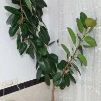 گل زیبا