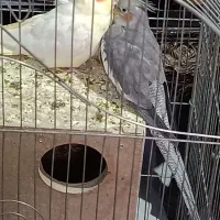 یک جفت عروس هلندی مولد|پرنده|اراک, |دیوار